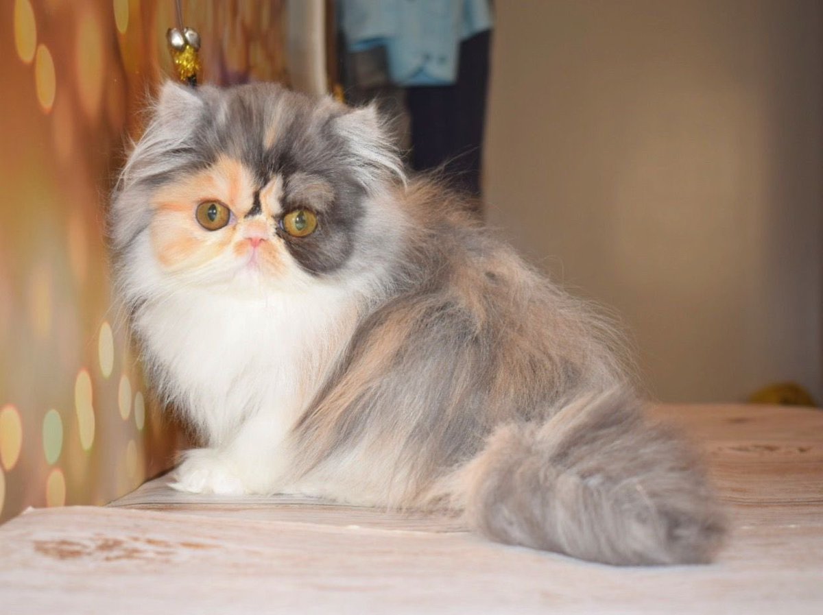 كيتن انثى بكي فيس زرار مستوى عالي جدا جبار ماشاء الله عيون واسعه قزومه شعر كثيف كوره جميله لعوبه دبدوبه العمر ٧٥ يوم للاسعار اضافه سناب  snapchat.com/add/wolfnawaf اوواتس 0546196972 #مركز_التحكيم_قضيه_كنو #الخميس_الونيس #اليوم_العالمي_للاخ #الاتحاد_الباطن #الاجازه_المطوله