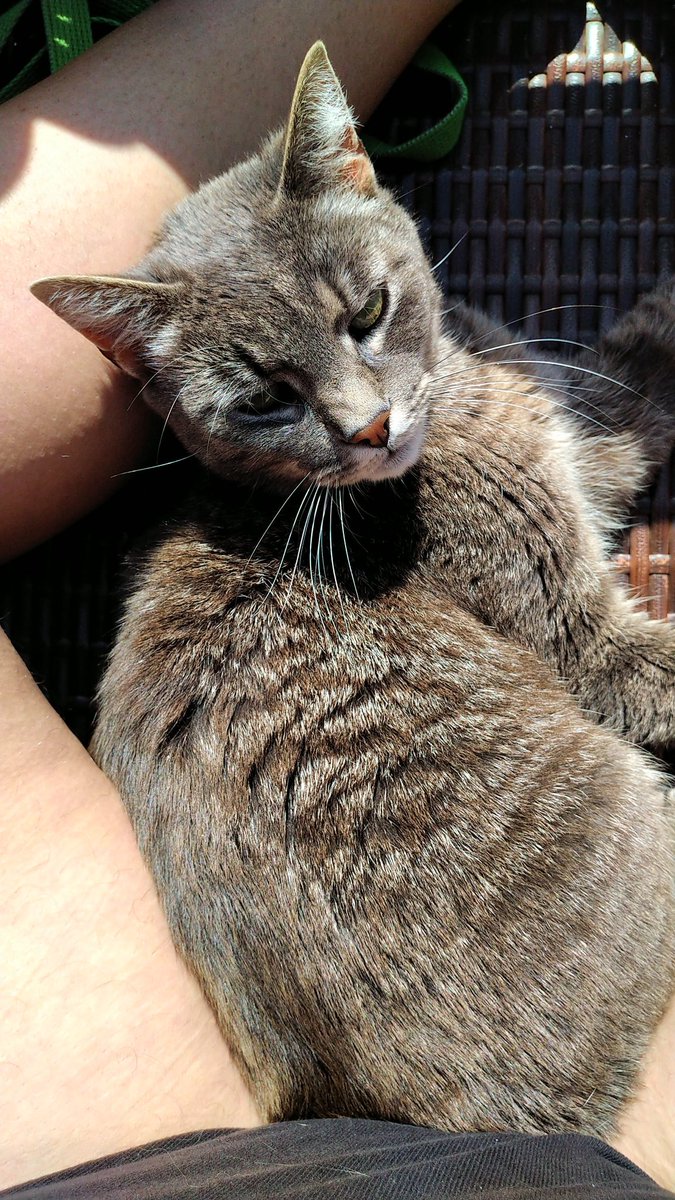 Nein, Mama, das ist nicht zu warm. Ich bin flauschig, nicht warm. #twitterrudel #CatsOfTwitter