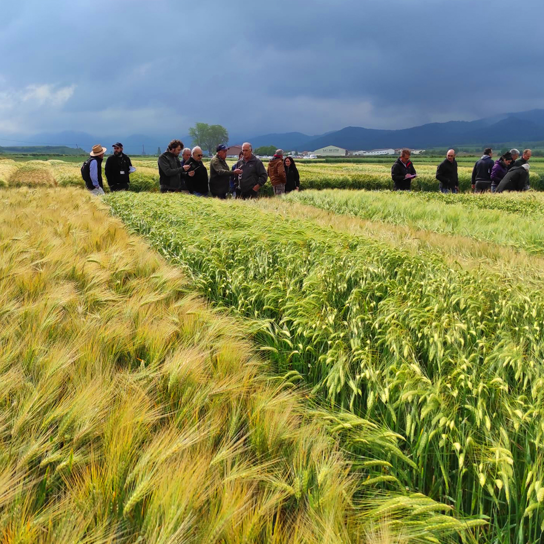 neiker_BRTA's tweet photo. 🚩Finca de NEIKER en Gauna (#alava).
🌱Dando a conocer entre #cerealistas nuestros ensayos de nuevas variedades de #trigo, #cebada y #avena testados dentro de la red @GENVCE. https://t.co/0HtnC4aeqM