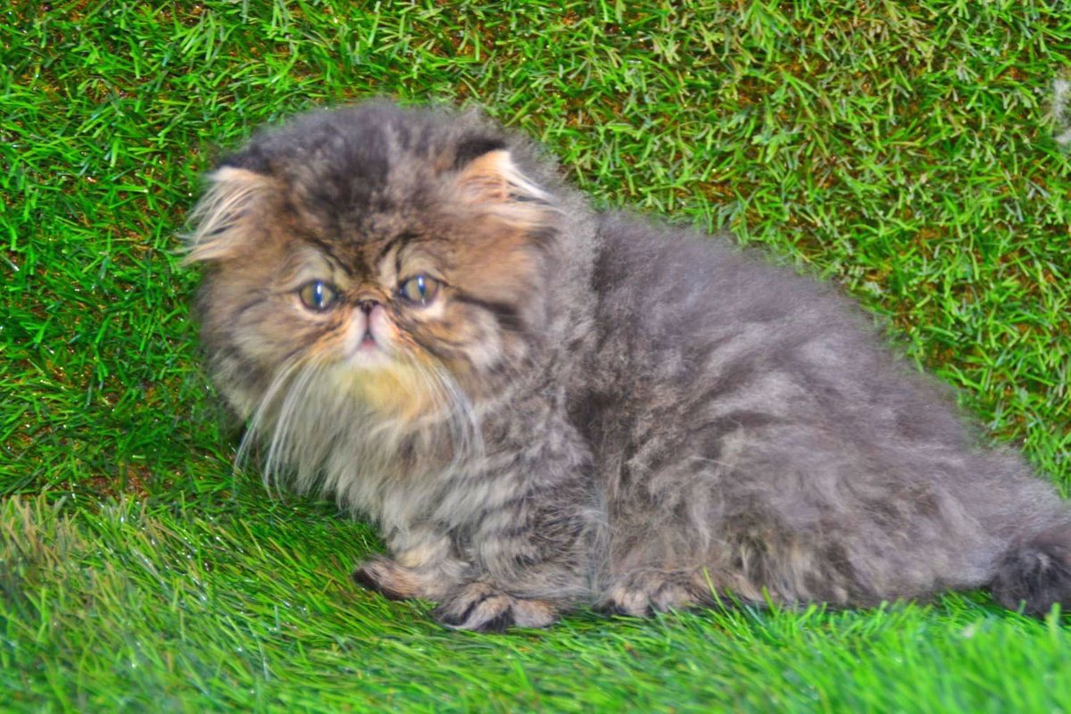 كيتن انثى بيرشن مستوى عالي جدا ماشاء الله عيون واسعه جميله لعوبه دبدوبه شعر كثيف العمر ٦٠ يوم للاسعار اضافه سناب  snapchat.com/add/wolfnawaf اوواتس 0546196972 #مركز_التحكيم_قضيه_كنو #الخميس_الونيس #اليوم_العالمي_للاخ #الاتحاد_الباطن #الاجازه_المطوله