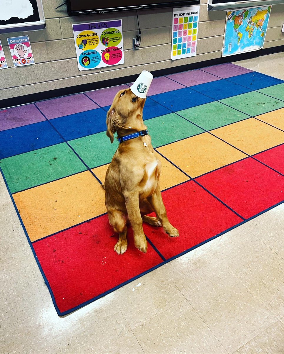 Mableton 4th & 5th AC (@ms_giauque_mes) on Twitter photo Cooper the Comfort Dog-the MVP of Mableton Elementary!! He deserved an award and treat too! 💙💛 #ultimatelearningexperience #comfortdog #pupachino <a href="/MabletonES/">MabletonElementary</a> Cooper the Comfort Dog-the MVP of Mableton Elementary!! He deserved an award and treat too! 💙💛 #ultimatelearningexperience #comfortdog #pupachino <a href="/MabletonES/">MabletonElementary</a>