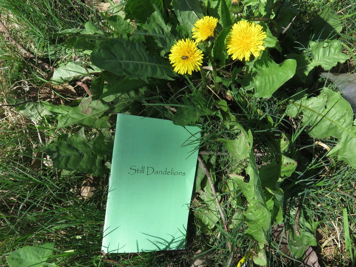 SmpageSteve's tweet photo. @thetaoishway Still Dandelions by @SmpageSteve
https://t.co/jus2e7tKnH
#poetry #haiku #StephenPage #TheSaltyRiverWriter https://t.co/iw4Dq56R3p