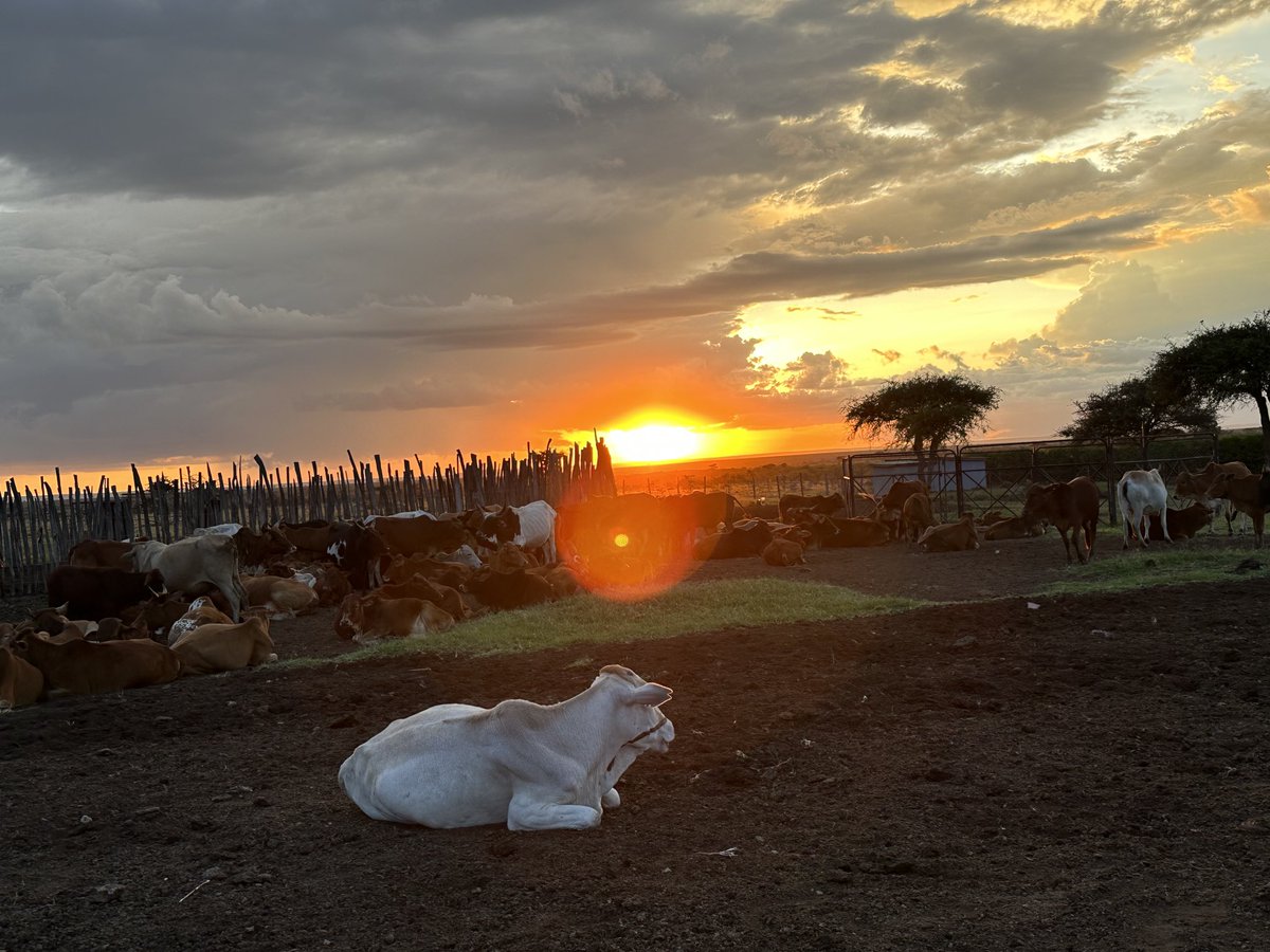 sopia_daniel's tweet photo. Mara never disappoints. what a beautiful sunset. Even cows do enjoy https://t.co/yrJ4jydQQ5