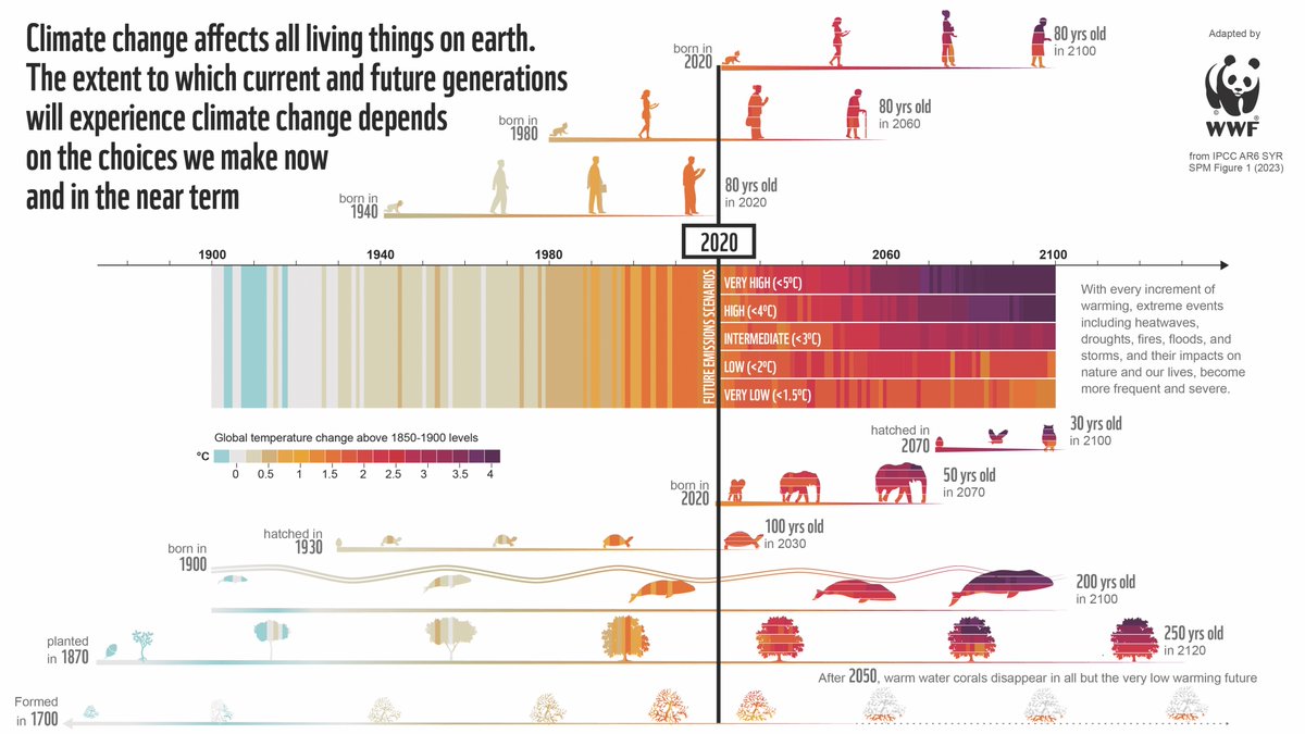 The 'climate generations' figure from @IPCC_CH SYR is one of the most compelling dataviz examples I have come across. To emphasize how climate change affects generations across ALL species on the planet, we adapted the figure by adding long & shorter lived plants & animals