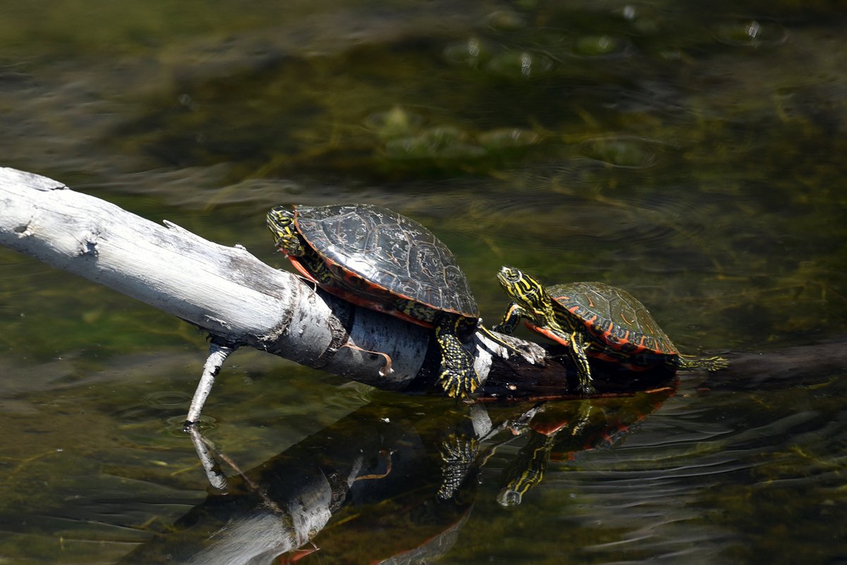 Let this turtle be a reminder to release the tension from your shoulders.

📷 Courtney Celley/USFWS