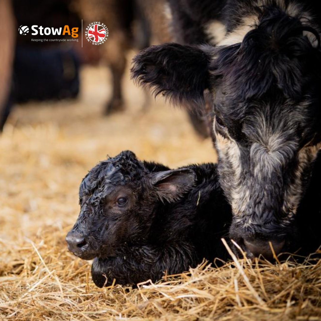 We can help you prepare for a smooth calving season with our high-quality range of products and equipment. 🐮

From calf milk powders, cattle hurdles, to calving sensors and cameras - we've got you covered. Discover our top tips and trending products: ⬇️

fal.cn/3yx52