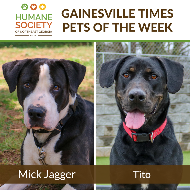 HSNEGA's tweet photo. Mick Jagger and Tito were the Pets of the Week in the Gainesville Times this week! https://t.co/YruUapFoyX