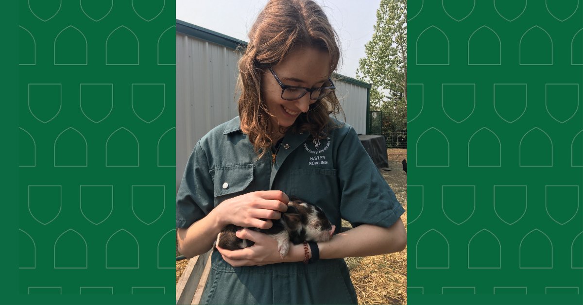 Members of the #WCVM Class of 2023 have finished their Doctor of Veterinary Medicine (DVM) program. Hayley Bowling of Calgary, Alta., is joining Prairie Livestock Veterinarians in Red Deer, Alta.
Congrats, Hayley! 🩺 🐷🐔

#WCVMClassof2023 #wcvm #futurevet #dvm #usask #vetmed
