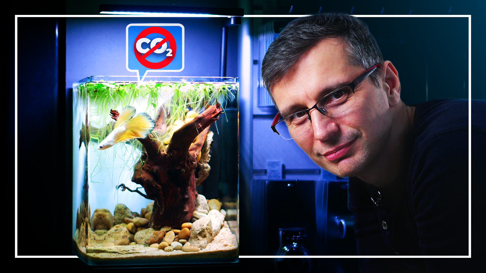 Green Aqua on X: 🎬 LOW-TECH Nano Aquarium with WHITE BETTA Fish 🆕 Video  on Our ! 👉  #greenaqua #aquascaping # aquascape #plantedtank #lowtech #betta  / X
