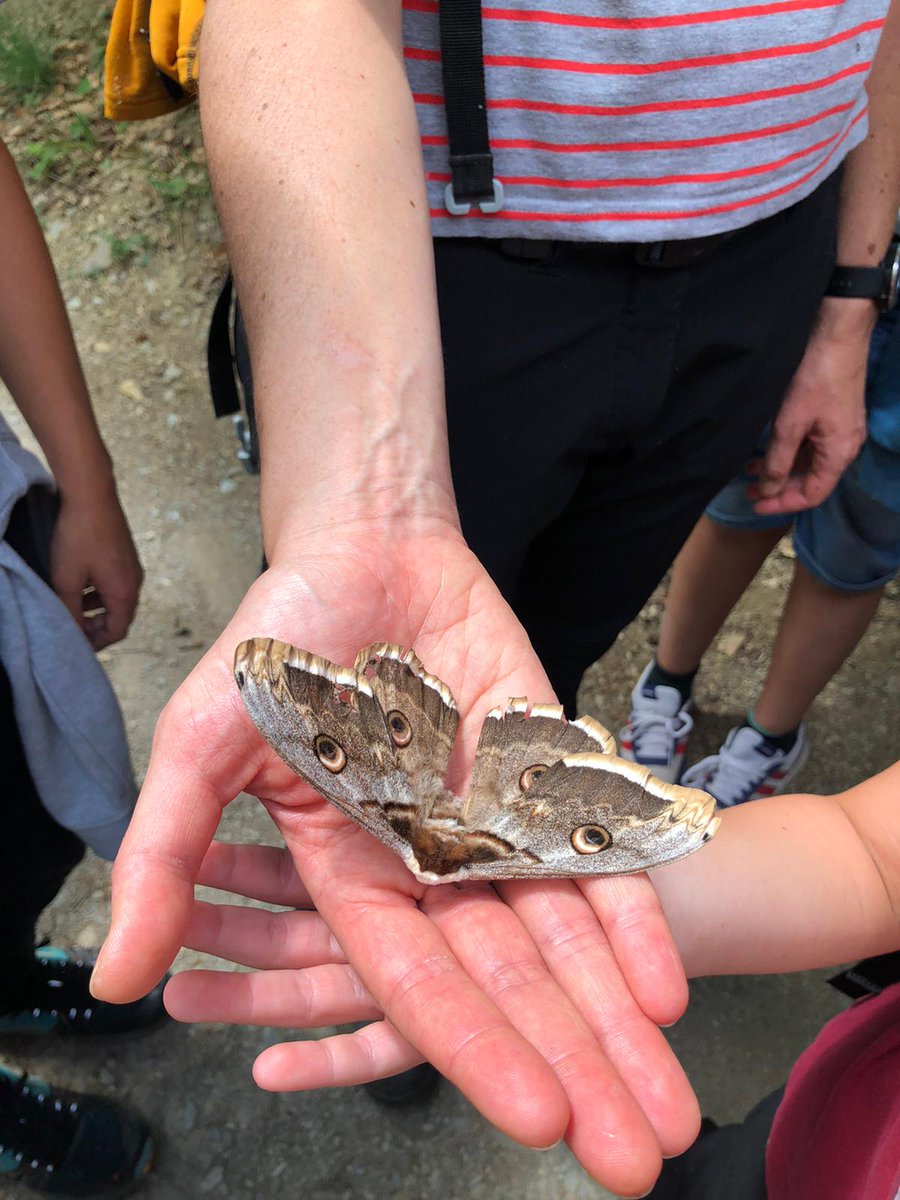 CdaVallsAneu's tweet photo. De baixada cap a Esterri vam fer 3 observacions naturalistes interessants: vam trobar una #SaturniaPyri, vam veure una orquídia molt bonica, un #CurraiàBlanc #CephalantheraLongifolia i també una àguila daurada #AquilaChrysaetos (CC Imran Shah @imranmanzoorsha) Fil 4/4 @FloraSort https://t.co/7jHF6QhJgl