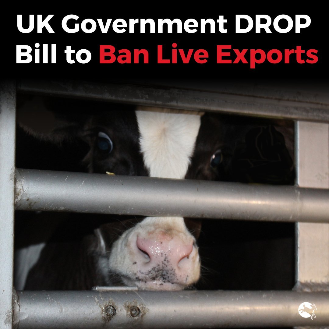 CarolineLucas's tweet image. 🚨 BROKEN: Yet another Tory manifesto promise. Govt pledged to ban live animal exports, yet Ministers have just announced they're dropping the Kept Animals Bill which would have done so. This is a total betrayal of trust from the Government. The campaign isn't stopping here.