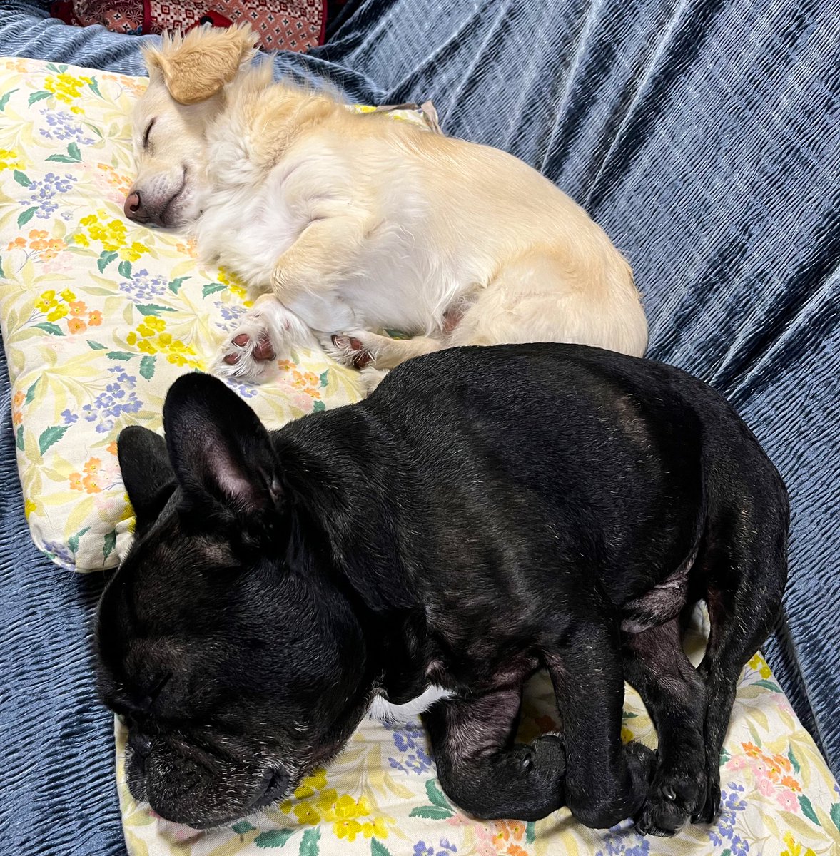 daizutotenten's tweet photo. 同じ方向→💤
#チワックス #チワワ #ダックス
#ミックス犬 #フレブル
#フレンチブルドッグ
#多頭飼い #いぬのきもち https://t.co/dStV9mI0U1