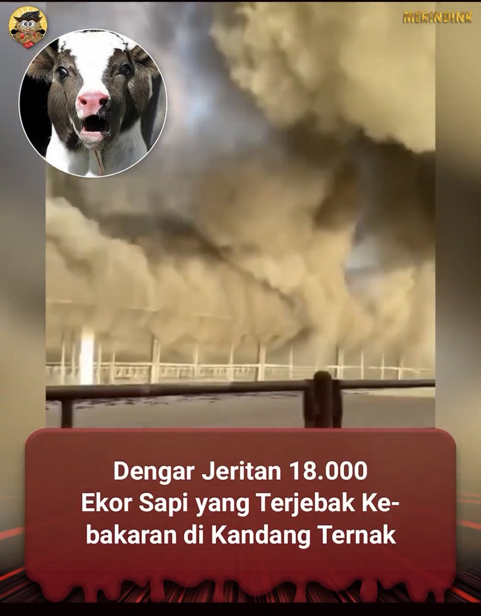Kebakaran hebat melanda sebuah kandang ternak, sebabkan 18.000 ekor sapi mati terpanggang.

South Fork Dairy di kota Dimmitt merupakan kandang ternak terbesar di Texas, Amerika Serikat.

Dahsyatnya kebakaran itu terekam dalam sebuah video singkat. Yang paling mengiris hati adalah