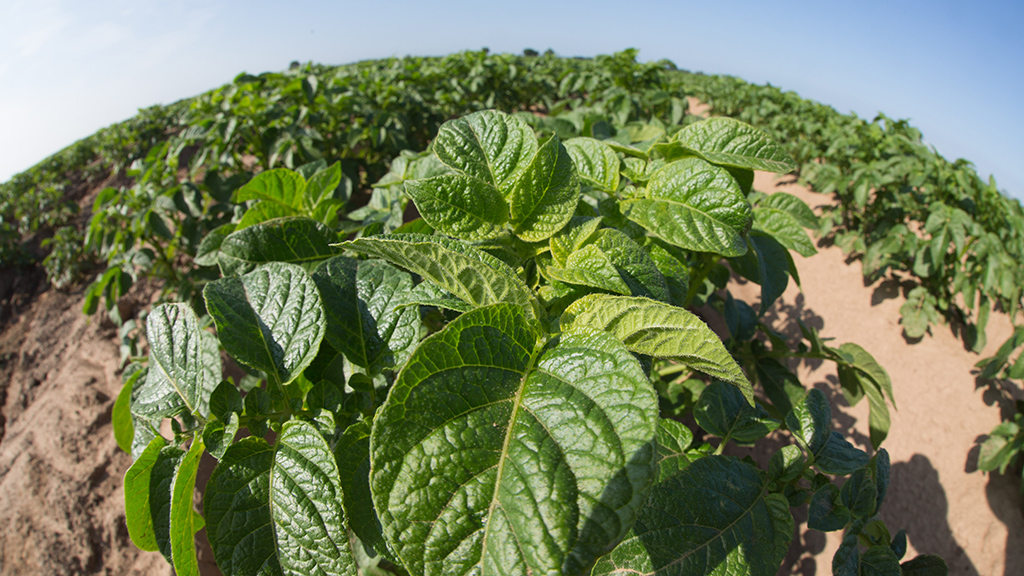 Due to be hotter than Malaga this weekend in the UK! 🌞🌞

Did you know Quantis can help your potato crop set more tubers? 🌱🥔

Results are greatest in hot or dry conditions.

Find out more: syngenta.co.uk/tuber-initiati…

#QUANTIS #HotPotatoesUK #SyngentaBiostimulant