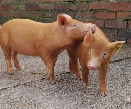 RyedaleShow's tweet photo. Did you know that pigs can run a mile in 7 minutes and that an adult pig's squeal can reach 115 decibels?! Showcase your animals at Ryedale Show, Tuesday 25th July 2023.
Visit https://t.co/64907xEtLJ https://t.co/kHBeg4krCq