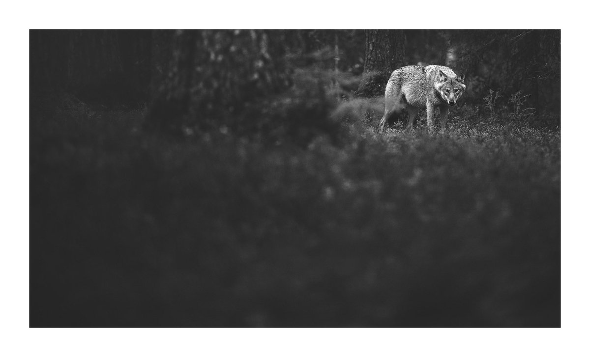 Wildscape II - Finland, 2021

Moments like this sends chills down my spine and leaves me speechless.

We return here again in September. 2 spots are available for this trip. In addition to these moments we also dive deep into the autumn woodlands in peak fall colours!