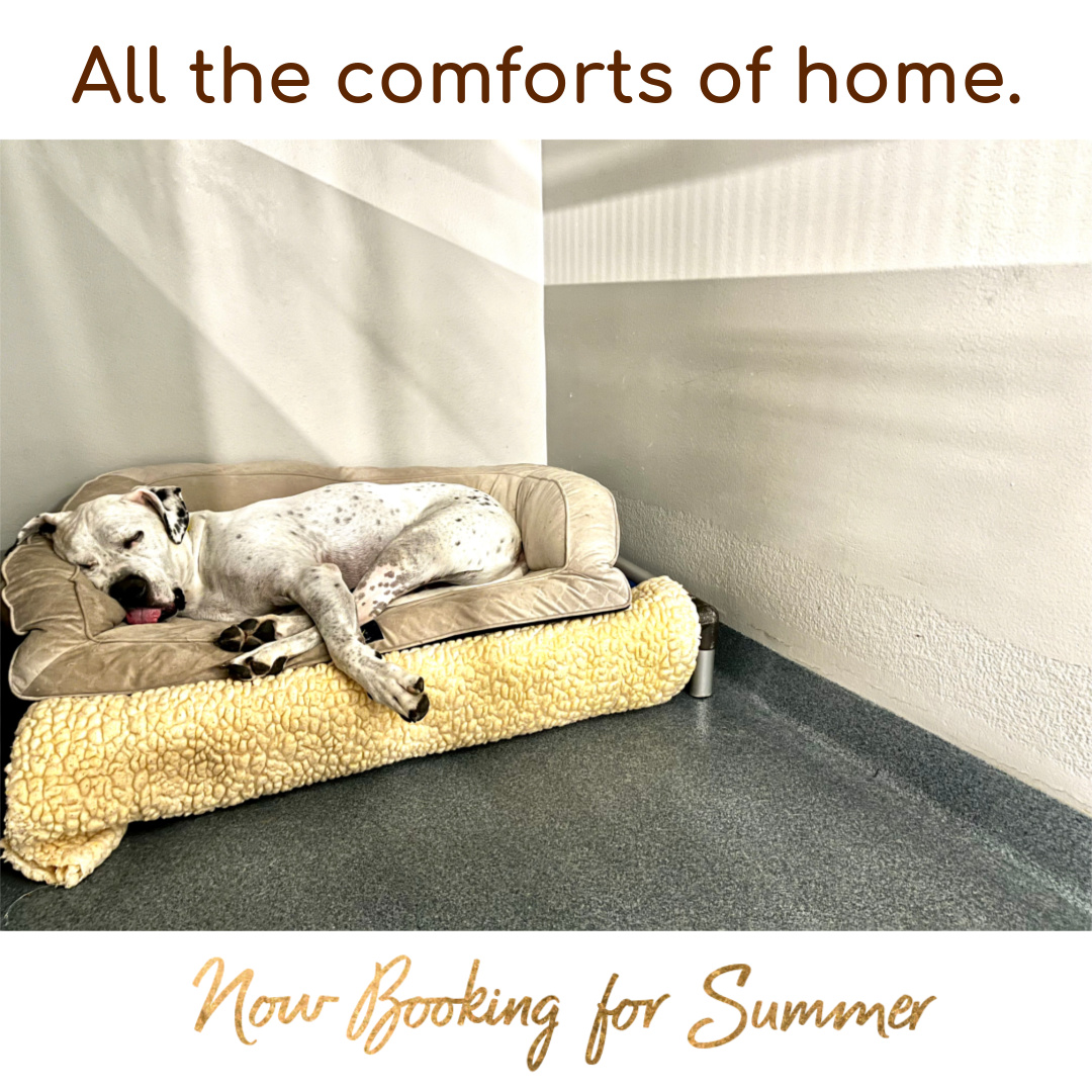 Summer vacation is our favorite time of year. We get to love  all your fur babies and keep them safe while you go explore. Book early so we can save them a spot. otpets.com