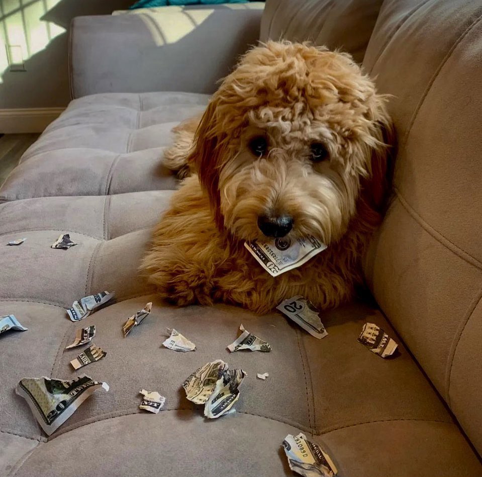 In six words or fewer, write a story about this picture. 👀🐶💸

#WritingCommunity 
#sixwordstory 
#amwriting 
#ChallengeAccepted 
#thursdaymorning 
#dogsoftwitter