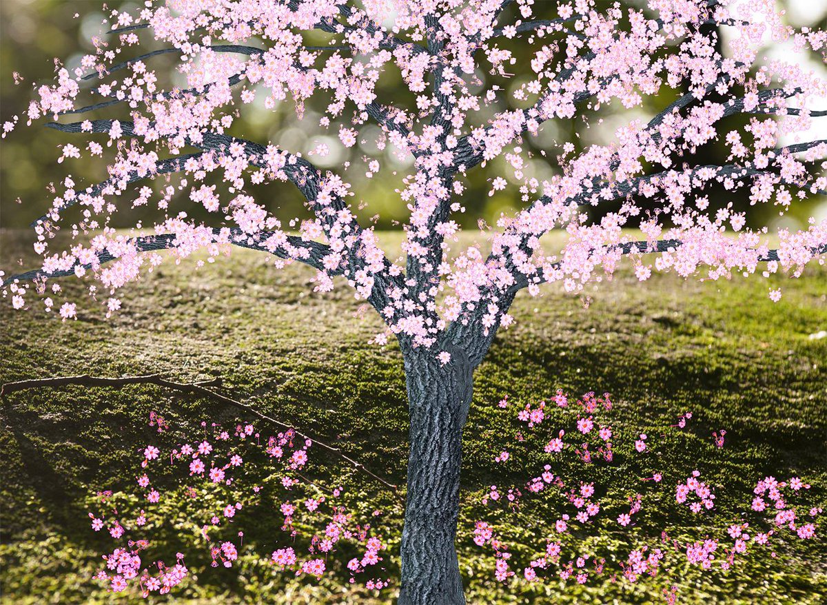 내 고향은 끝없이 펼쳐진 관동 평야의 한가운데!
봄이면 냇가에서 구름처럼 피어나는 사쿠라들
사쿠라가 질 때면 꽃 비가 내리는 듯
만리호지(萬里浩地) 차가운 가을등 아래
무사시노의 봄 
앵화우(櫻花雨) 그리워 눈물짓네