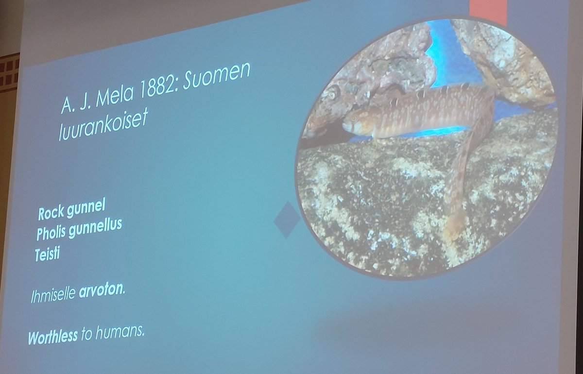 NinaVNygren's tweet image. Harri Uusitalo from @HumBio_project has analyzed the (hostile) language used of other species on Suomi24 and older and  newer books. 

We have plenty of evidence of such language used about rats too 🐀 @HelsinkiRats
#SSD2023