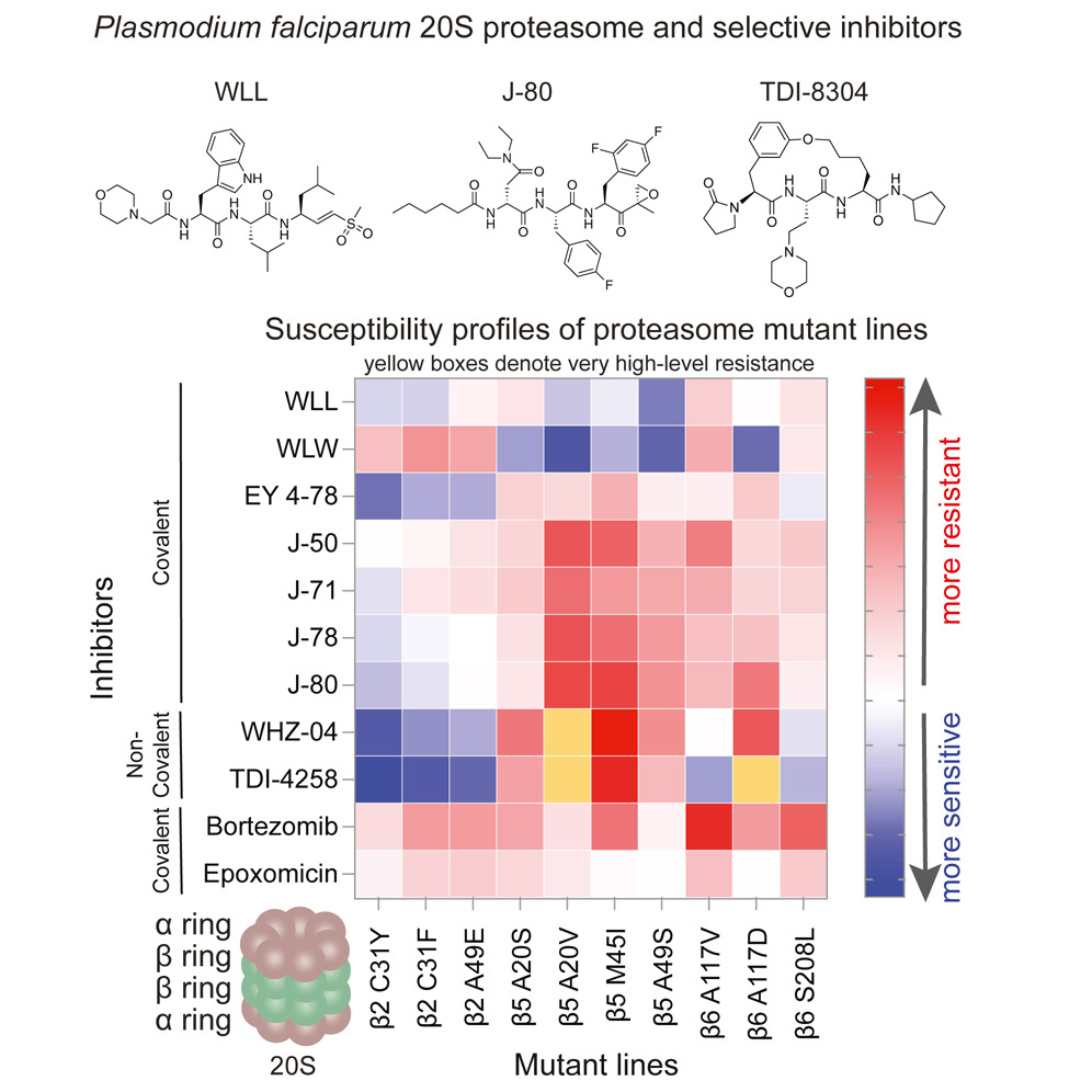 TrendsParasitol's tweet photo. Congratulations to Dr Jacquin Niles on the #BioMalParXIX talk today @EMBLHeidelberg #EMBLMalaria. Check out his @CellChemBiol article in this @CellPressNews #Malaria collection https://t.co/N6AbfSoecN https://t.co/w7TtaXyKBy