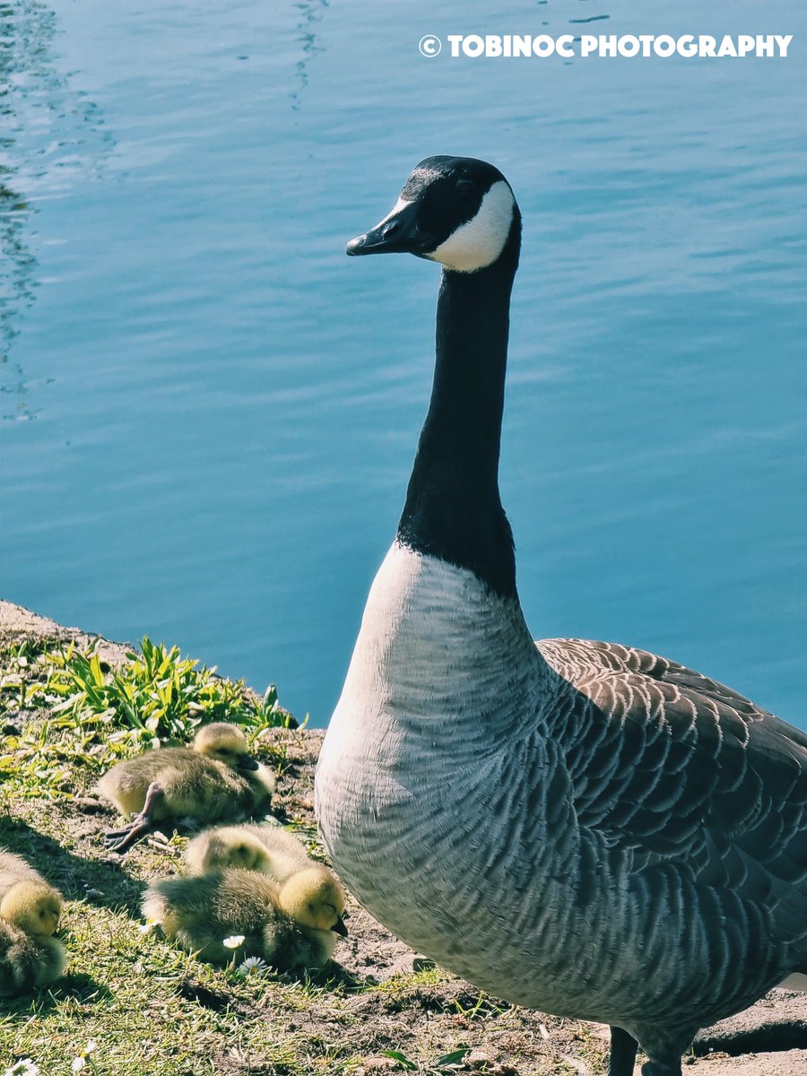 Little goslings chilling out in the sun, with a very protective guardian! 📸

#geese #goose #goslings #walking #outdoors
