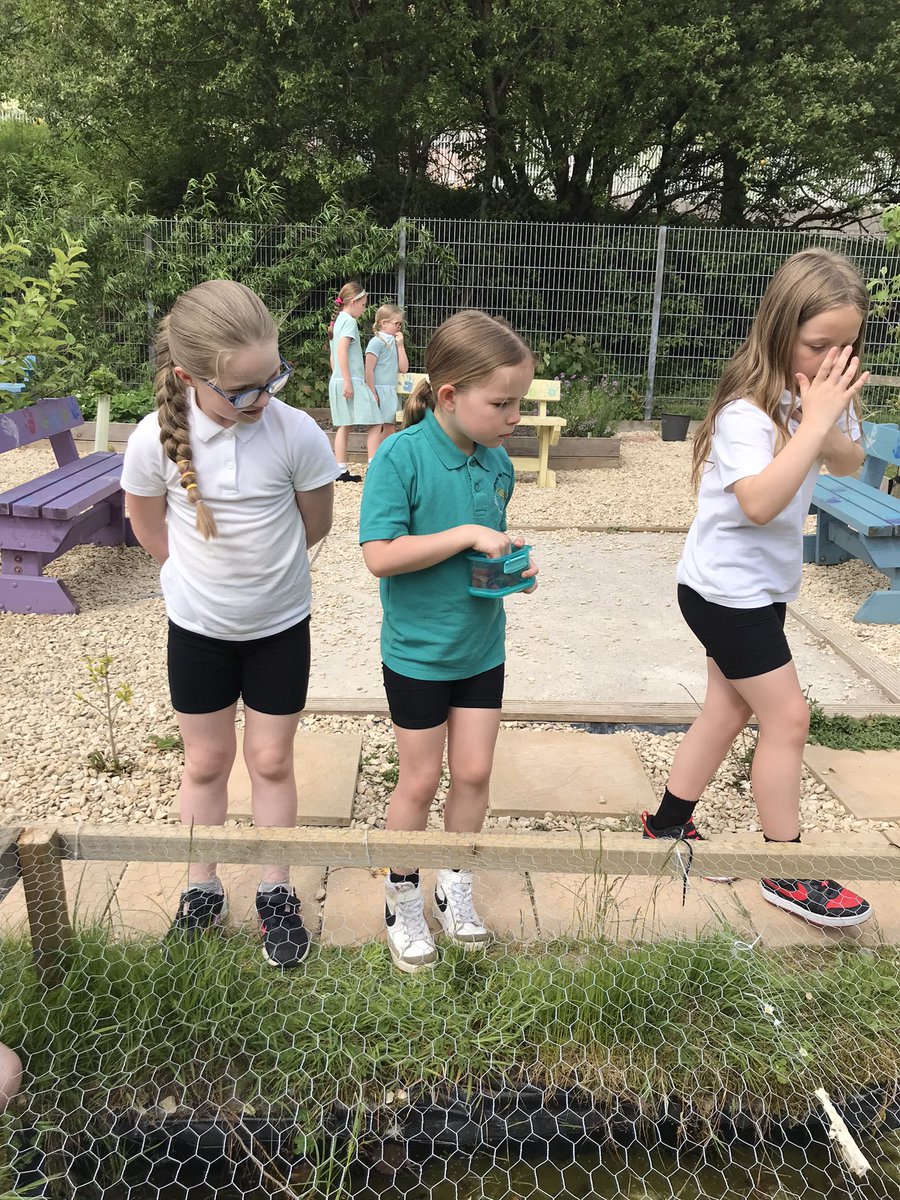 Dosbarth_7 (@ovpsmrshobbs) on Twitter photo We have found tadpoles in our pond! We were wondering if we’ll have frogs soon! <a href="/OgmoreP/">Ogmore Vale Primary</a> #article28 We have found tadpoles in our pond! We were wondering if we’ll have frogs soon! <a href="/OgmoreP/">Ogmore Vale Primary</a> #article28