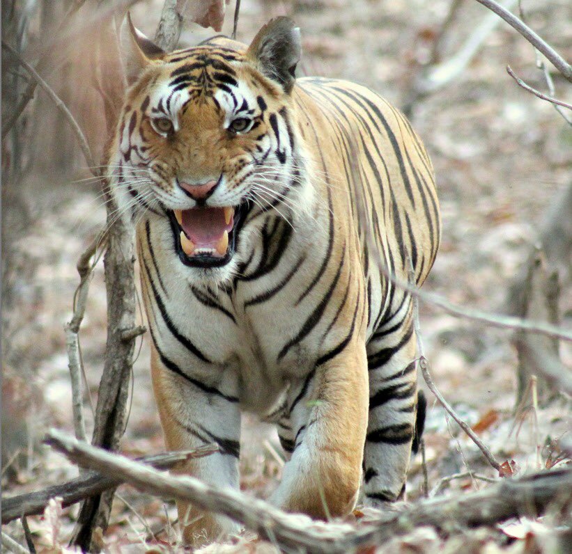 @ntca_india #TigersOnThursday Pench