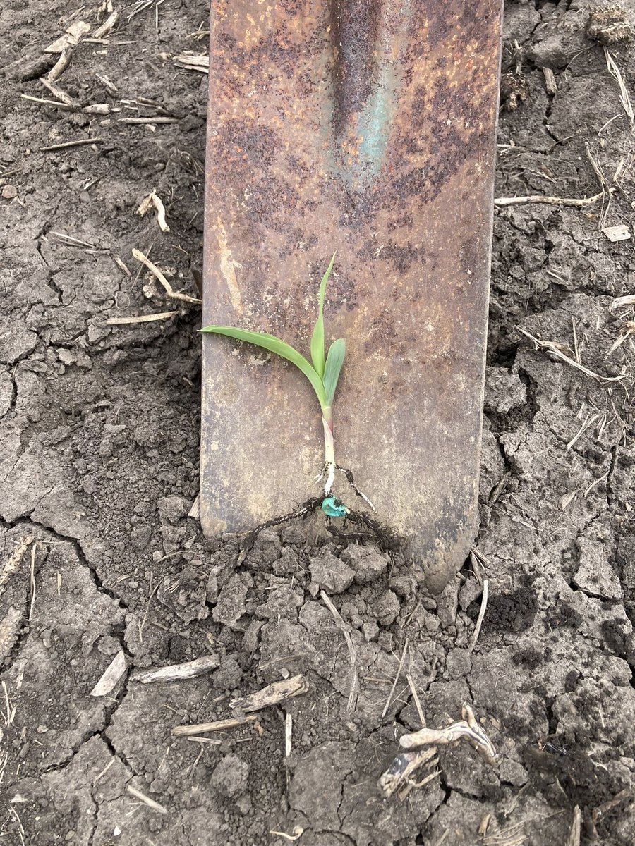 DKAS_NIN's tweet image. This #Preceon #SmartCornSystem trial was #plant23 in Montgomery County on May 5 with cooler temps &amp;amp; heavy rains following. This #ExpectedSoon #ShortStatureCorn hit the ground running with a picket fence stand 11 days later! #WinningHasRoots #BayerUp @Asgrow_DEKALB @BayerTraits