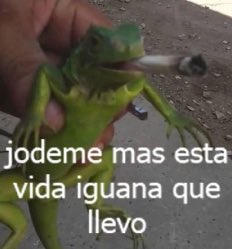 buenas tardes