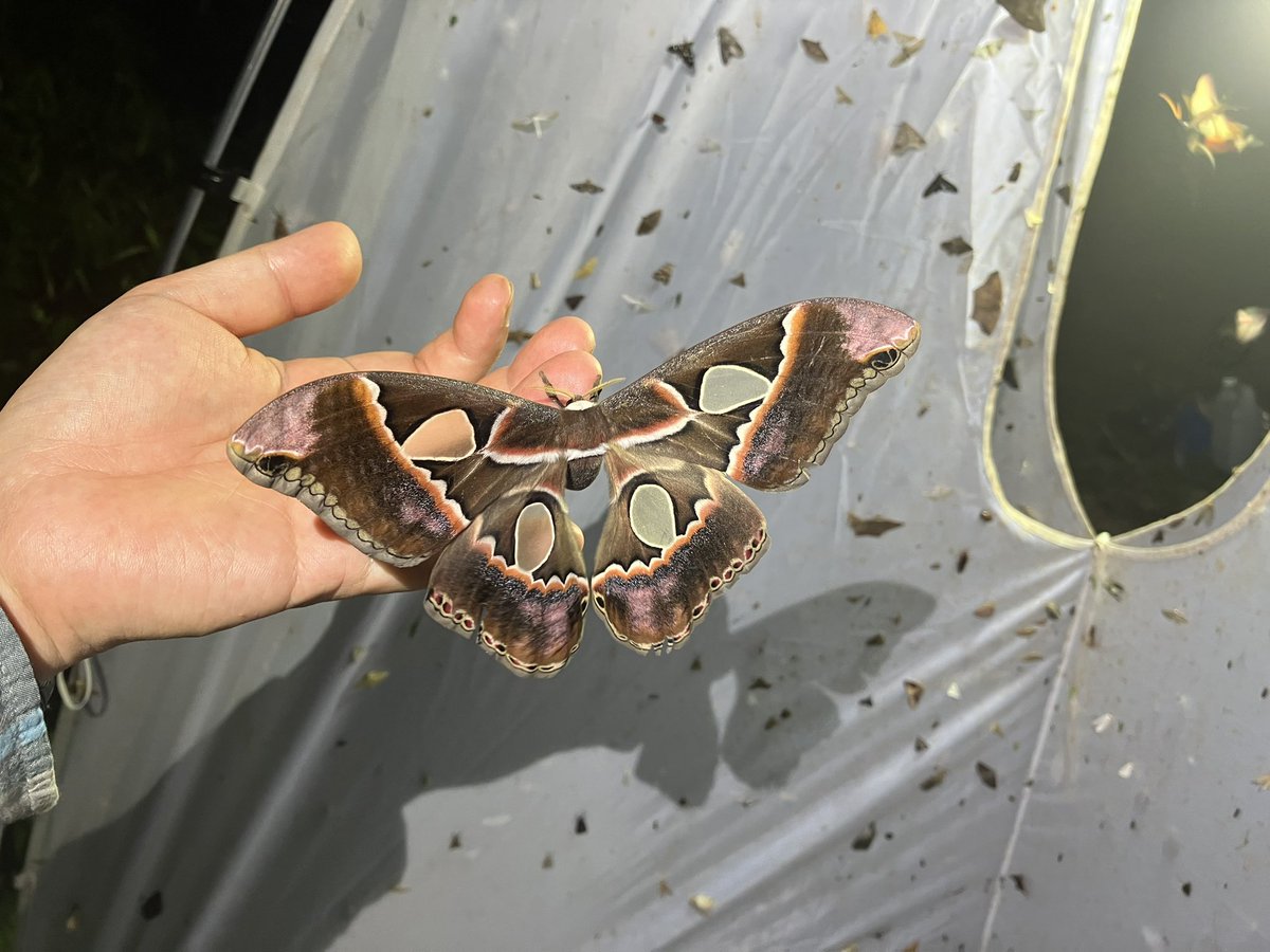 丸山宗利 Maruyama🍥 on X