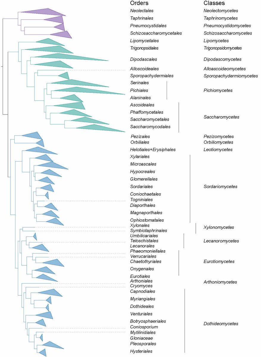 A long awaited reclassification of the higher ranks within the subphylum #Saccharomycotina, proposing 12 orders & seven classes to make the higher rank lineages more consistent with the high level of genomic diversity that exists. ingentaconnect.com/content/wfbi/s… 1/3