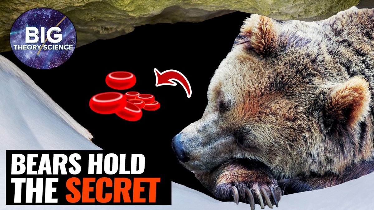 BigTheorySci's tweet image. What do #bears have to do with curing blood clots? Check it out youtu.be/JQlLdcpP3_Q