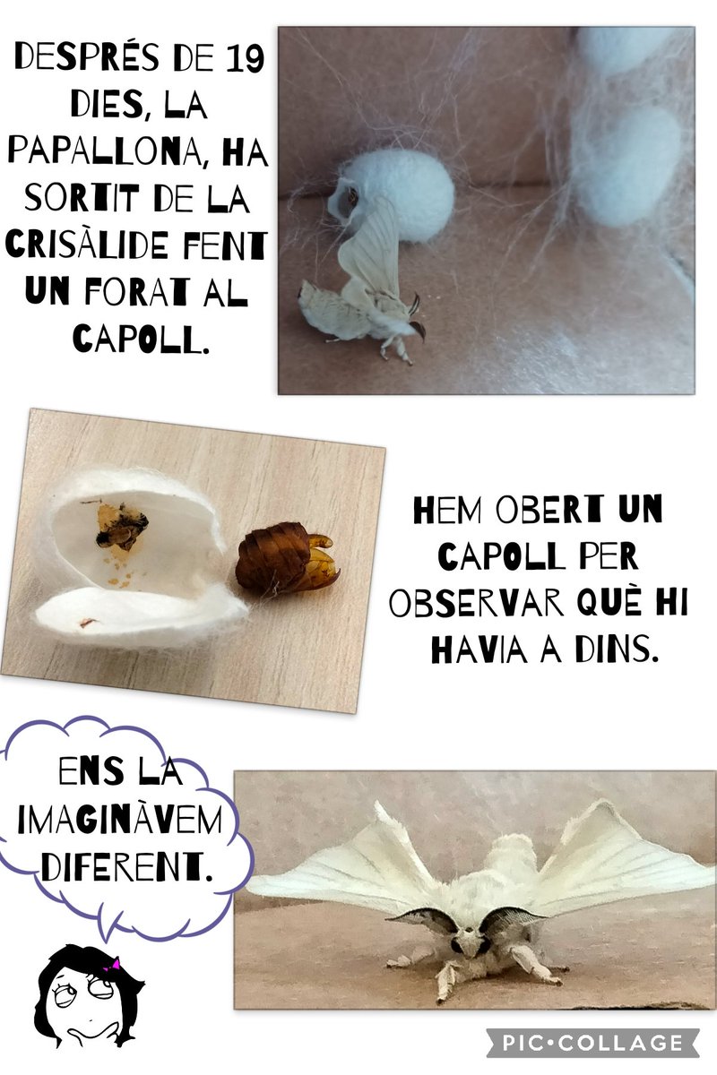 Escola Pit-Roig tweet media