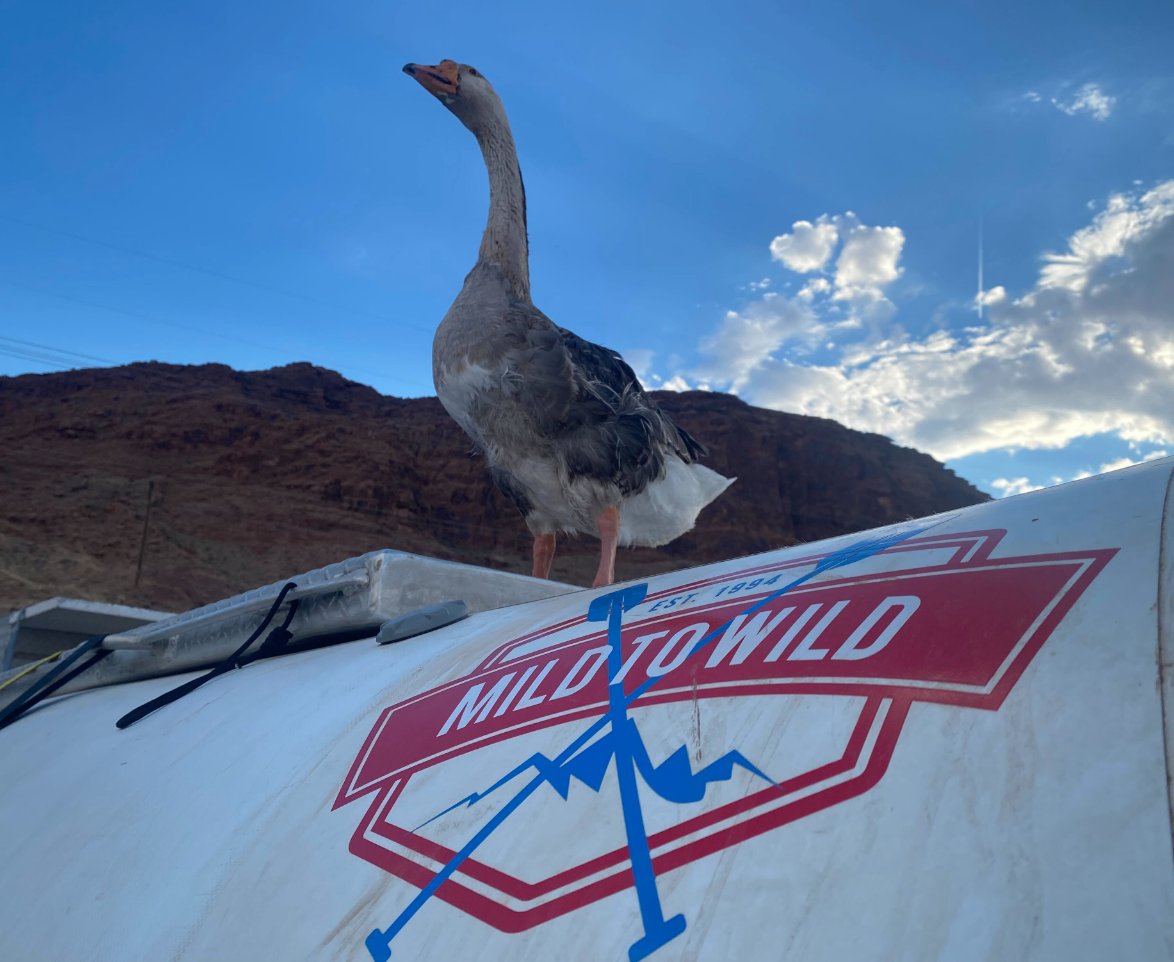 Mild2WildRaft's tweet photo. TBT Kevin the Goose. For those of you who don't know Kevin, he decided to join in with our Cataract Canyon multiday last year and took quite the liking for the Mild to Wild crew. Comment below if you want the full scoop on Kevin!

*kevin now thrives in animal sanctuary* https://t.co/MVGb4ZauKJ