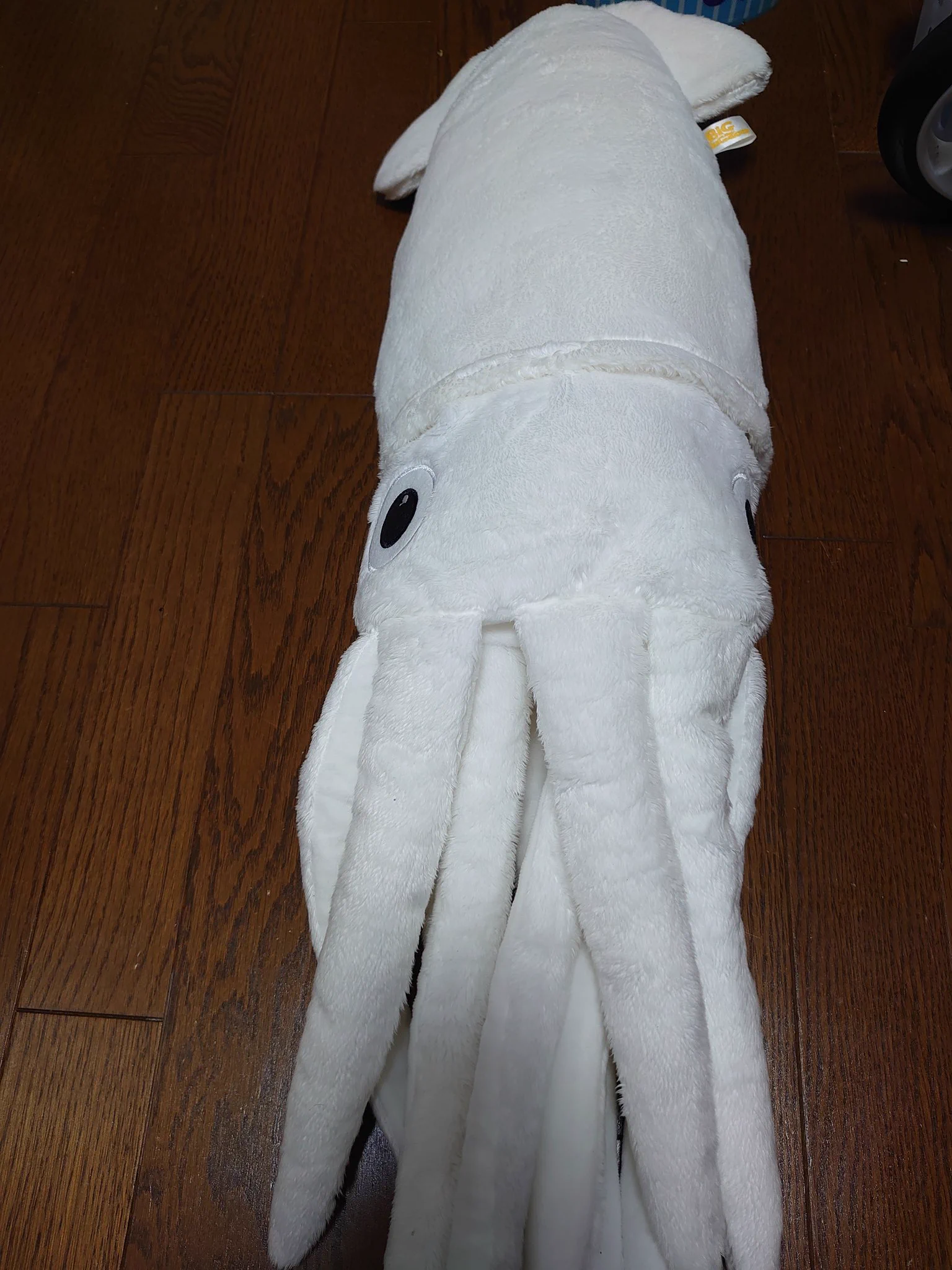 @japan_ika_union うちのイカちゃん(110cm)と同じ種類かな？
茶色い子いたんだ🤔 