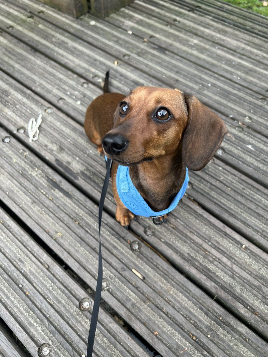 My beautiful little girl 💗🐾