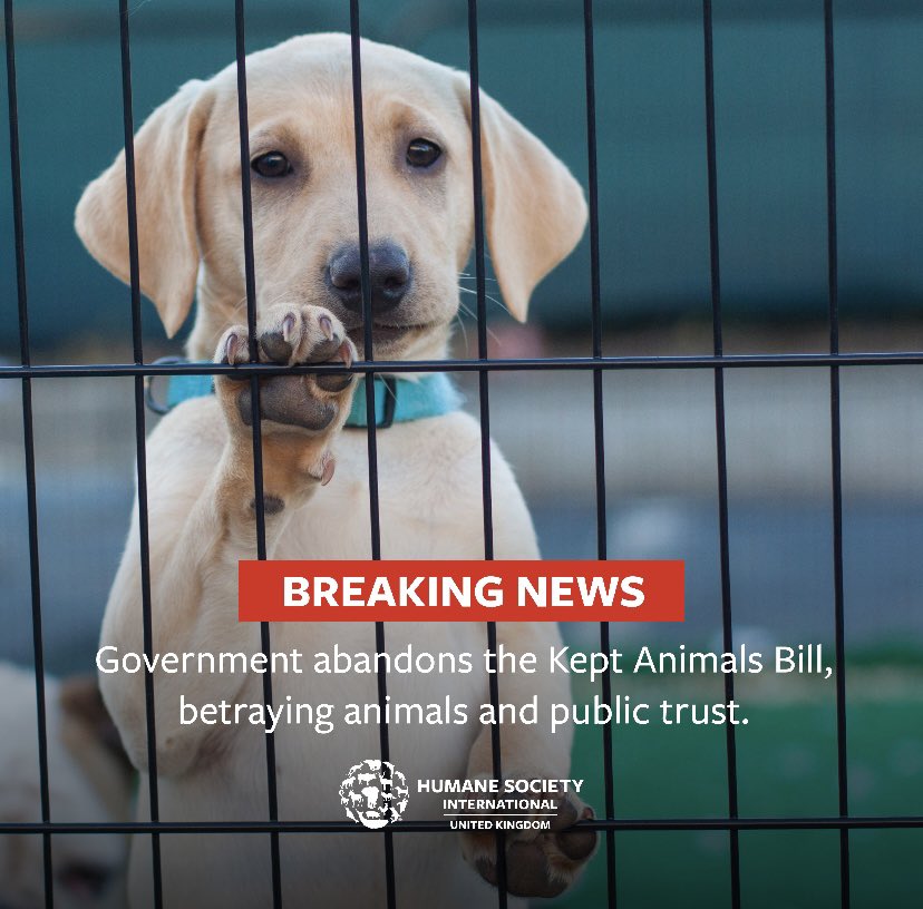 BREAKING: Government dropped the #KeptAnimalsBill, which would have delivered vital protections for dogs, sheep, primates & other animals. This betrayal shows low priority that Government places on animal welfare. Despite broken promises, we’ll keep pushing for #ActionForAnimals!