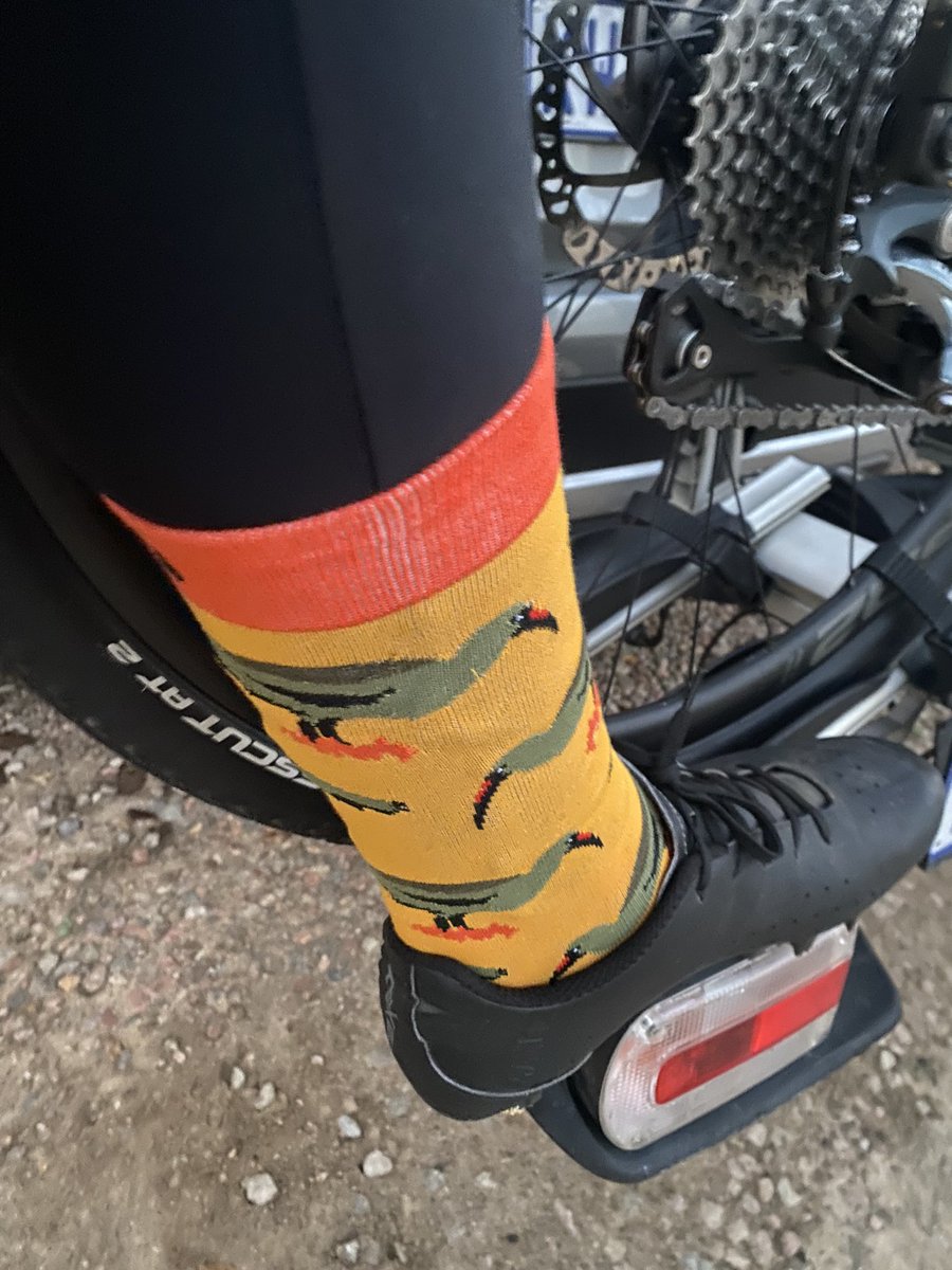 PedalRaymond's tweet image. I’ve no idea how I’ve managed to live without multicoloured #Hadeda socks up until now.
#SockDoping