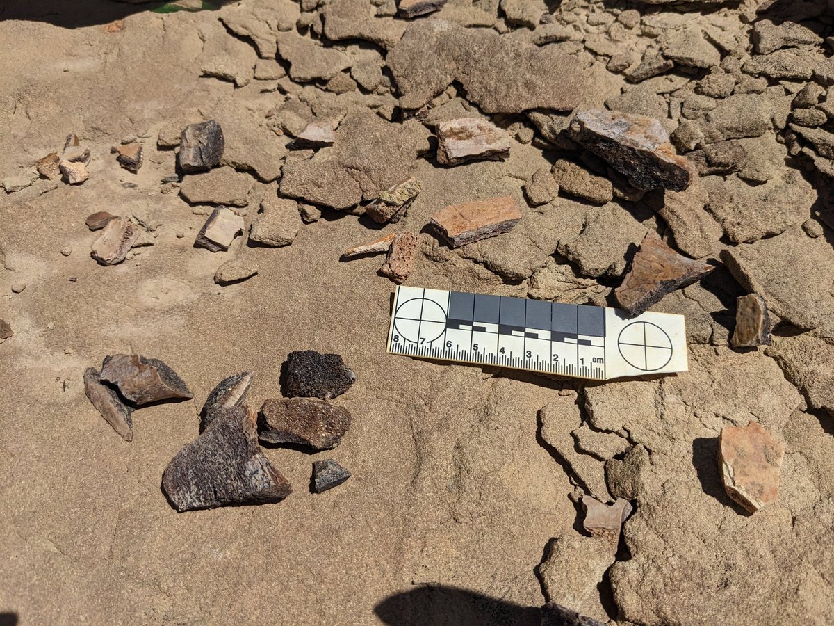 Happy #TurtleThursday from the Menefee Formation. Let's find some Campanian turtle fossils today! #Menefee23