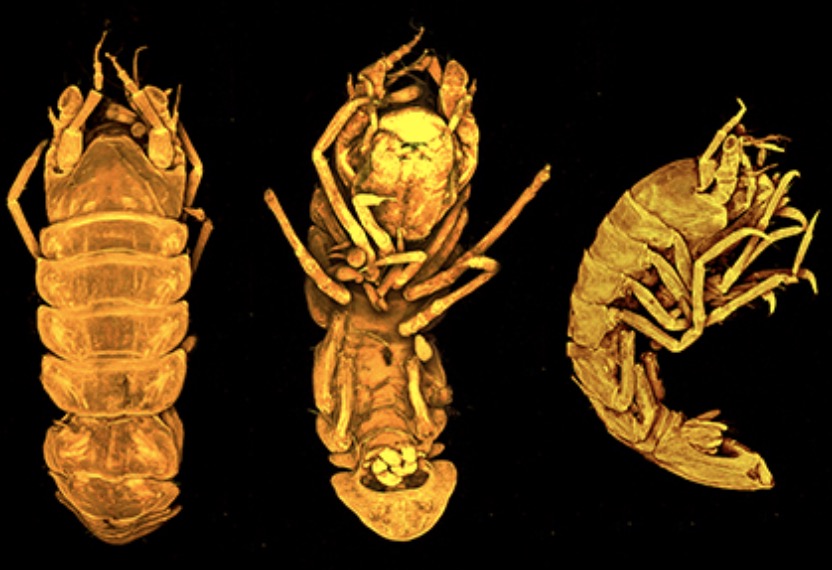 #NewPaperAlert Isopods from the abyss! From Biology's Rob Jennings mapress.com/zt/article/vie…