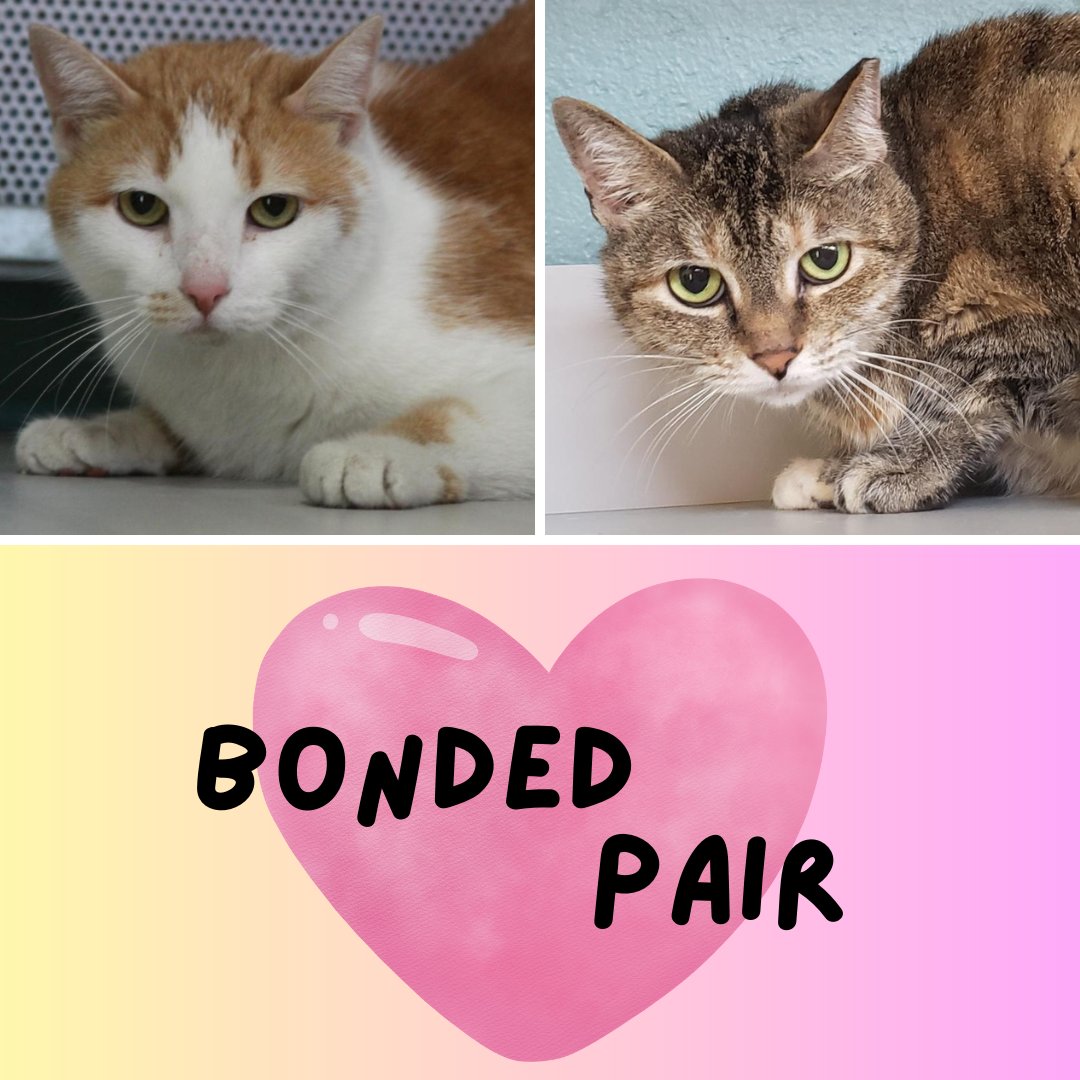 Who wouldn't love the bond of two cats? Meet some of our bonded pairs waiting on forever homes!

Boots and Punkin
Eclipse and Sunnie
Romeo and Philly

Interested in adopting or learning more about our bonded pairs? Visit catdepot.org/adopt/
#catdepotsaveslives #bondedpair