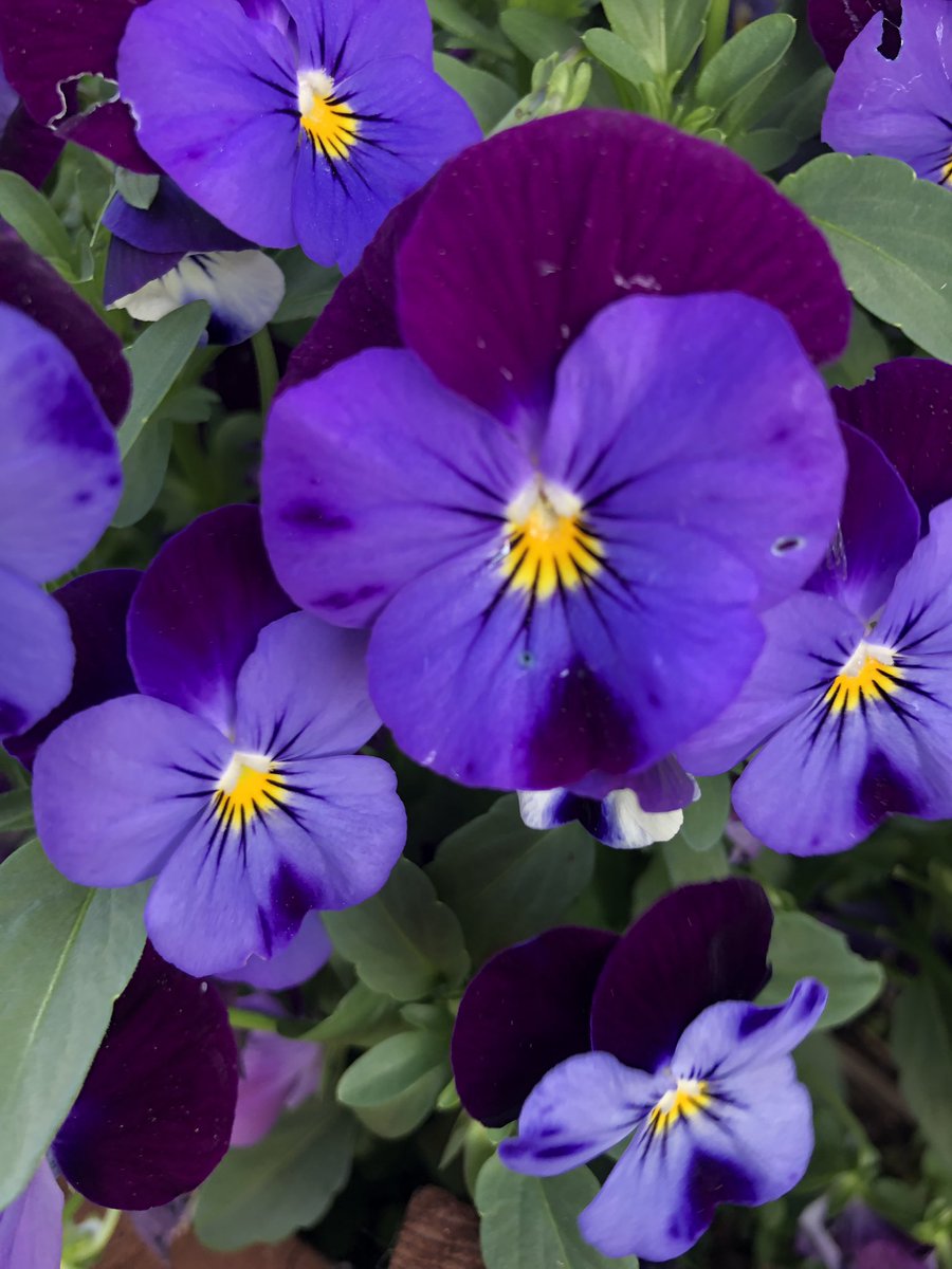 inhaarmoerstaal's tweet image. Lange wandel heuvel op vanaf LightRail na bezichtiging #Ikat tentoonstelling, waar ik geen foto’s nam. Praktisch alle oude textiel tantes deden dat wel. Ze spraken hardop over brillen. Ik, met neus op weefsel, had de neiging naar achteren te schoppen, als een ezelin.