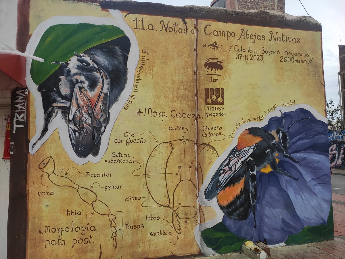 vibogota's tweet photo. Muralismo y arte local Vol II !
en Sogamoso Boyacá!
Grandes mensajes e identidad.
#Sogamoso #VoyBogota #ViBogota #Muralismo #Muiscas #Paramos #MedioAmbiente #Boyaca #culturacampesina https://t.co/ylCRO31px9