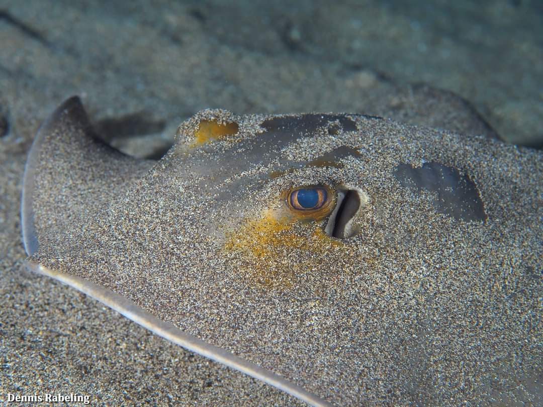 At #Lanzarote it is common to find rays and sharks while scuba diving. One of the easy rays to find is called the Common #Stingray (Dasyatis pastinaca).
There are two species that look very similar.
The other is called the Tortunese Stingray (Dasyatis tortonesei).