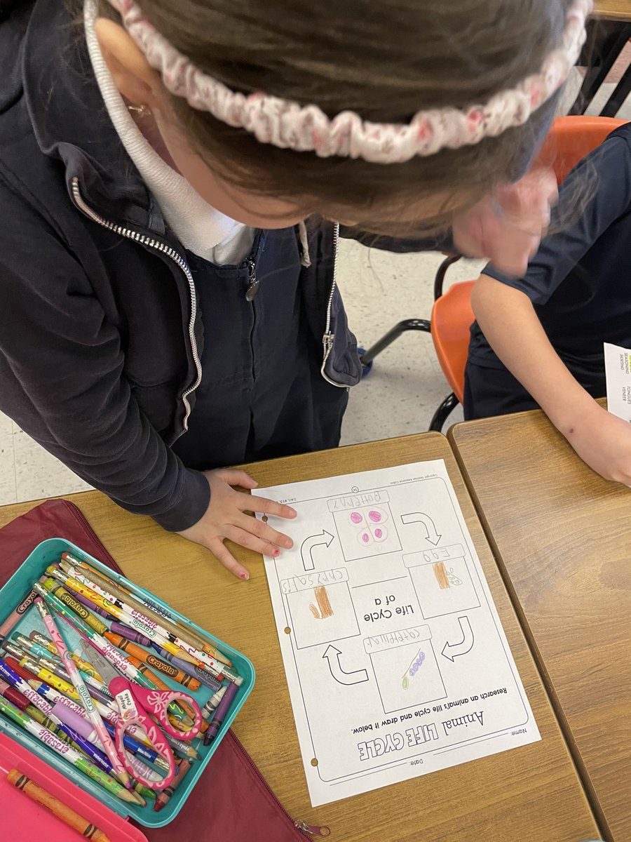MsNardi1's tweet photo. Grade 2s are learning about growth and changes in animals. Today, we investigated the life cycles of a variety of animals! Students had the opportunity to draw and label an animal life cycle of their choice. So impressed 🦋 @LClark_12 https://t.co/RRUcNtCLlG