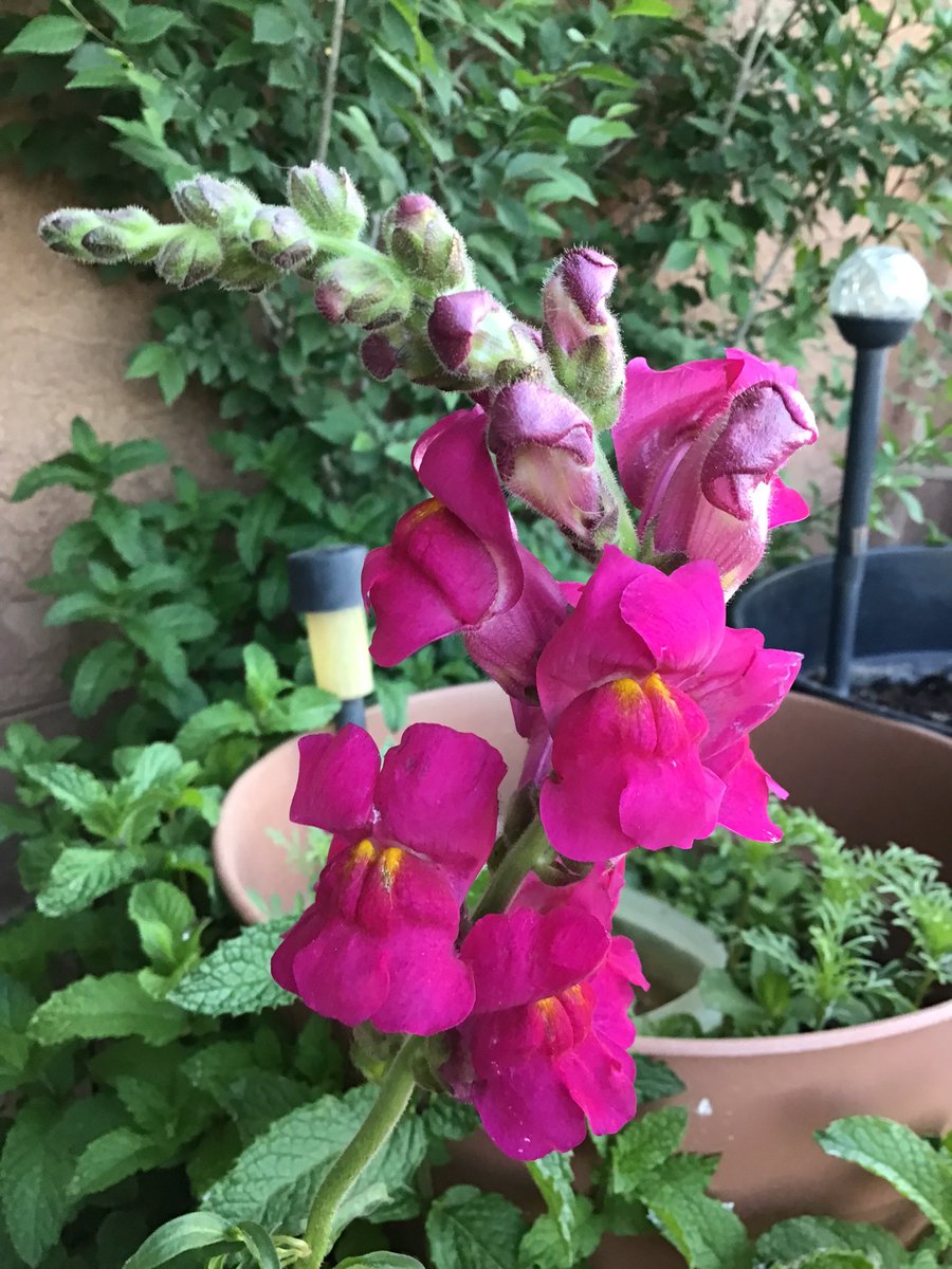 bi_naale's tweet photo. I found this growing in my garden , don’t know what it is but it’s beautiful and I’m thinking the birds transported it here https://t.co/FCAGcFrT4W