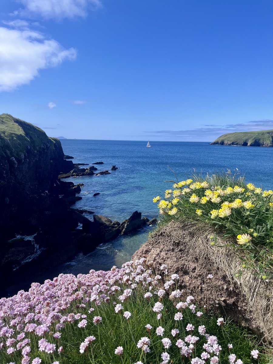 Blue skies & sunshine☀️ #dingle #summer2023 #wildatlanticway dinglebayhotel.com