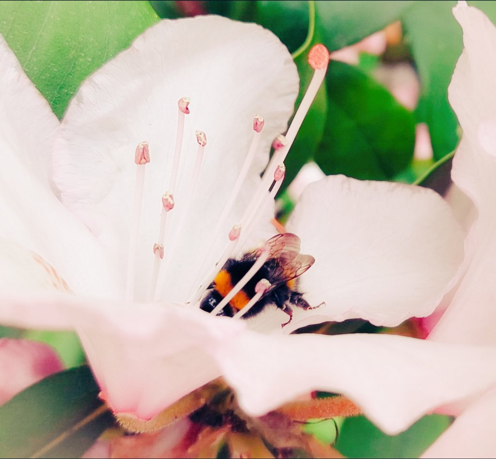 Emma53046's tweet photo. #bumblebee getting #nectar from a #rhododendron. Stunning!!!♥️😍
#flowerphotography #Bee本舗 #beesday #bees #NaturePhotography #naturelovers #naturalbeauty #plant #plants #photooftheday #PHOTOS #photo https://t.co/62Lq2R6mtL
