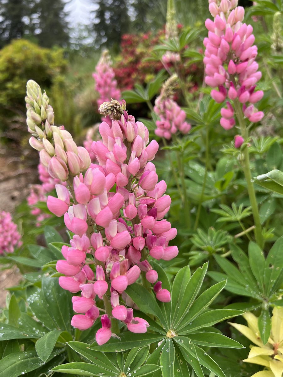 The Lupine are blooming! #whereilive #pnw #VenersborgWA🇺🇸